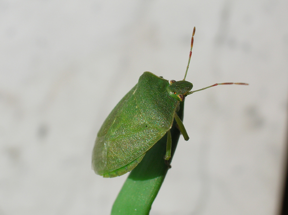 Nezara viridula